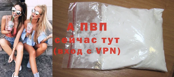прущие грибы Инта