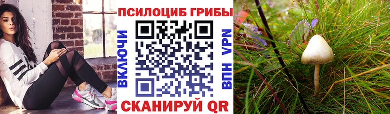 Купить  Оленегорск  Галлюциногенные грибы GOLDEN TEACHER 